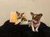Mini toy Chihuahua Welpen Zum Verschenke