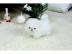 Super s??e Pomeranian Zwergspitz Welpe -