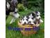 Sibirische Huskywelpen