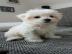Gesunde Malteser Welpen (+393509706299)
