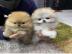 Zwergspitz Pomeranian Welpen Wir bieten