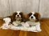 8 wochen cavalier king charles spaniel w