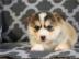 cuties pomsky Puppies For Sale