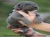 Deutsche Dogge Blau Welpen � von Mraque