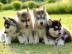 Siberian Husky Welpen Hybriden