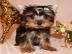 Liebevolles Yorshire Terrier Welpen mit