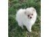 Wundersch�ne Pomeranian Welpen mit VDH P