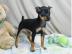 Zwergrehpinscher Rehpinscher Welpen mit