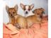 Mini-Chihuahua Welpen zu verkaufen