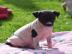 American Hairless Terrier
