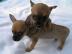 CHIHUAHUA-Welpen, R�den&H�ndinnen,mit Ah