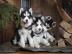 Reinrasse Siberian Husky Welpen