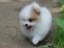 Unsere Purebred Pomeranian / Pommerschen