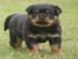 Rottweiler Welpen aus ADRK / VDH Zucht A