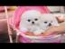 S??e entz?ckende Pomerania Welpen