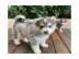 Reinrassige Pomsky Welpen. 