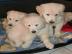 S��e Golden Retriever Welpen mit Ahnenta
