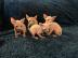 Sphynx Katzen mit Stammbaum