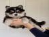 Reinrassige Pomsky Welpen