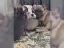 Franz?sische Bulldogge Welpen