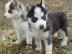 SIBERIAN HUSKY Welpen