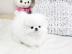 MINI-POMERANIAN ZWERGSPITZ BOO WELPEN ZU