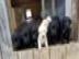 s??e Labrador-Welpen