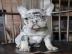 Sch?ne franz?sische Bulldogge ((Kiste, E