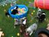 Australian Shepherd Welpen mit ASCA-Pap