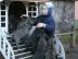 sehr sch�ne Dogo Canario Welpen