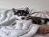 s��en Pomsky-Welpen whatsapp nummer +436