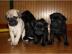 Perfekte Reinrassige Mops Welpen 10 Woch