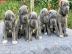 Cane Corso Welpen mit FCI Papiere