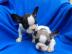 Franz�sische Bulldoggen sind kleine Athl
