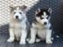 Siberian Husky Welpen mit papieren whats