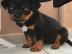 Beautiful rottweilers puppies for sale