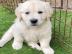 Golden Retriever Welpen zur Adoption Wha