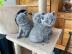 Britisch Kurzhaar Kater und Katzen