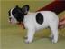 Franz�sische Bulldoggen Welpen 8 Wochen