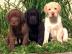 Labrador Retriever Babys mit Papieren