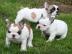 Reinrassige franz�sische Bulldoggen Welp