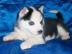 Siberian-Husky-Welpen