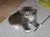 Super s��e Maine Coon K�tzchen