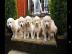 Golden Retriever Welpen bereit