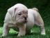Englische Bulldoggenwelpen Typ OEB Blaut
