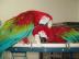 Gesunde Paar Ara Papageien fr die Annah