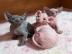 Sphynx-K�tzchen