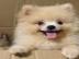 Reinrassige Zwergspitz / Pomeranian  Wel