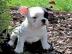 Reinrassige franz?sisch Bulldogge