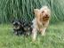Yorkshire Terrier Welpen WhatsApp Numme